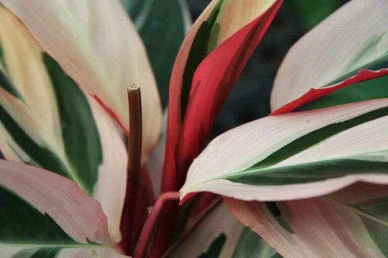 CALATHEA PLANT POPULAR SPECIES AND CARE TIPS