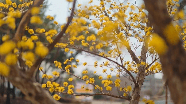 Cornus mas - plants bank