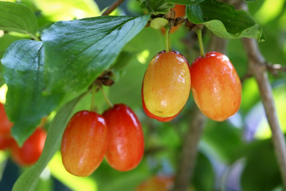 cornus mas berries