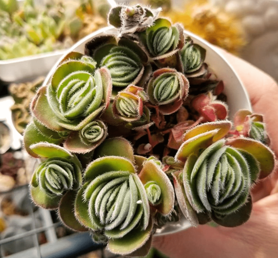 Crassula tomentosa - plants bank