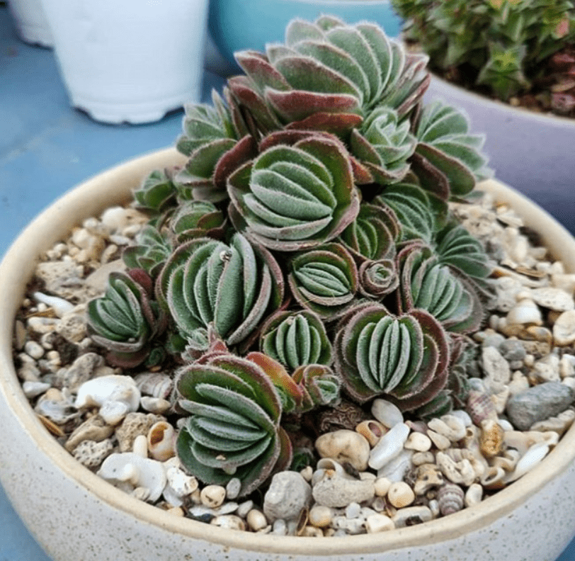 Crassula tomentosa - plants bank