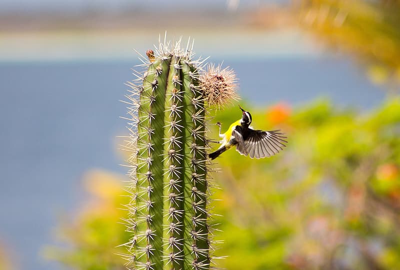 pollination