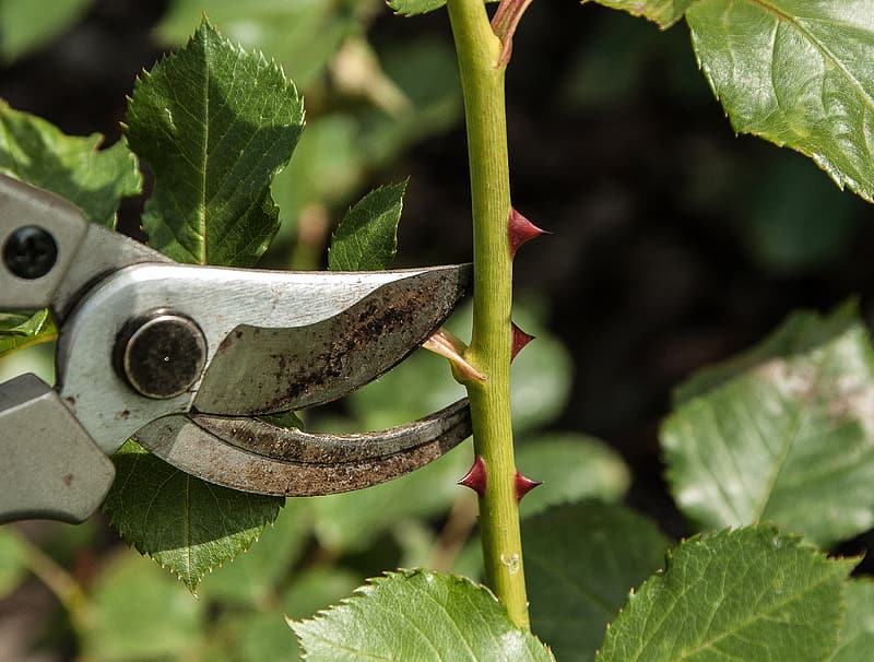 pruning