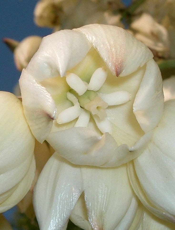 Yucca flower - plants bank