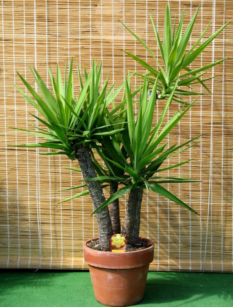 Yucca gloriosa - plants bank