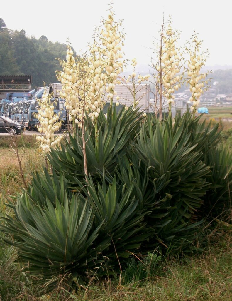 Yucca gloriosa - plants bank