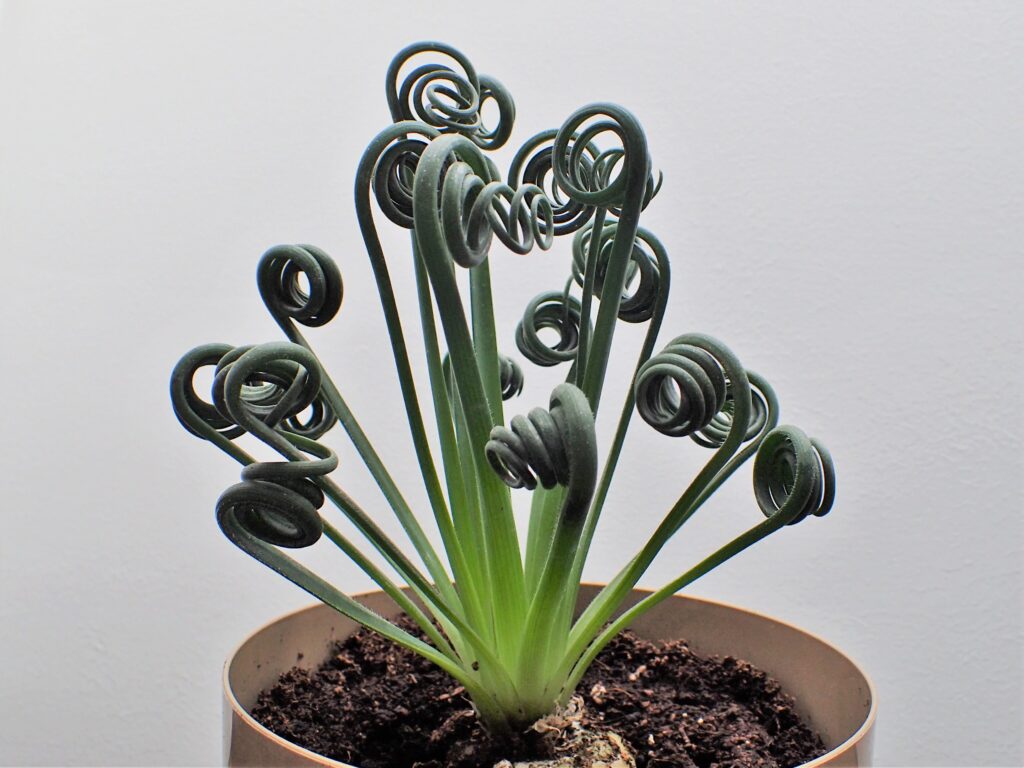 Albuca spiralis - plants bank