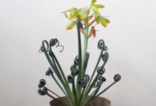 Albuca spiralis - plants bank