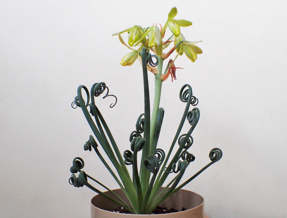 Albuca spiralis - plants bank