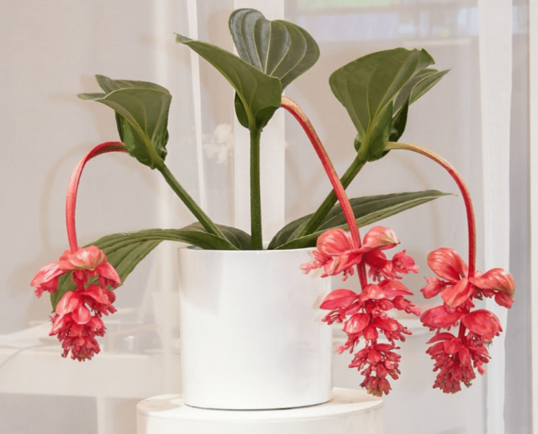 How To Grow And Care For Medinilla Magnifica Plant? Plants Bank