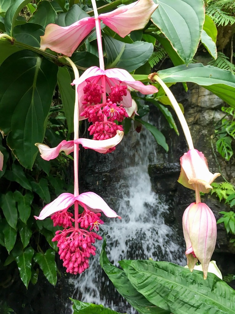 How to grow and care for Medinilla magnifica plant? - plants bank
