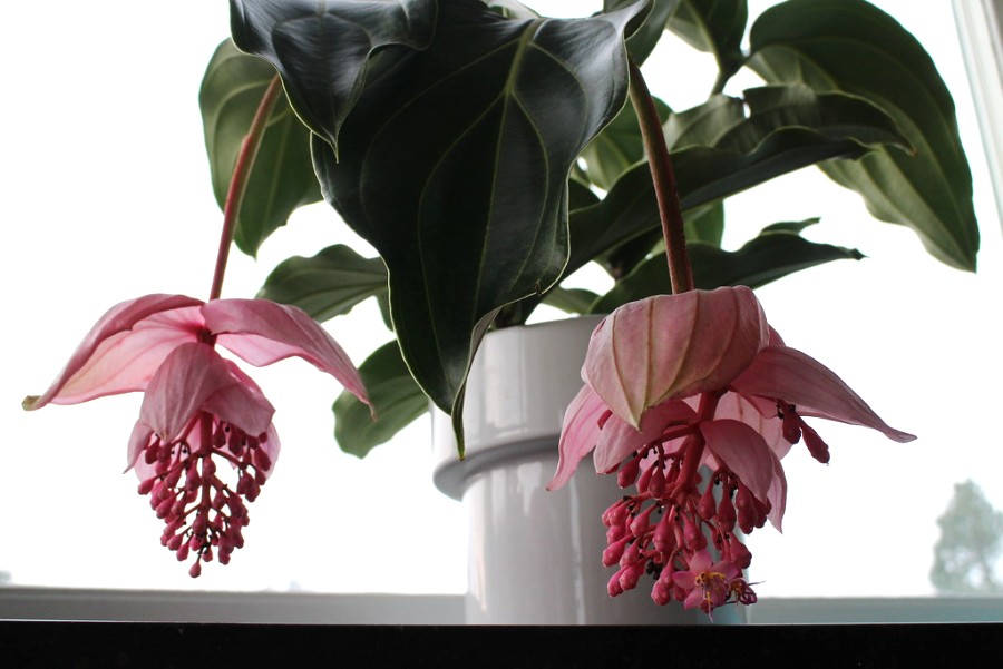 How to grow and care for Medinilla magnifica plant? - plants bank