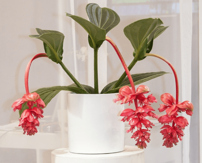 How to grow and care for Medinilla magnifica plant? - plants bank