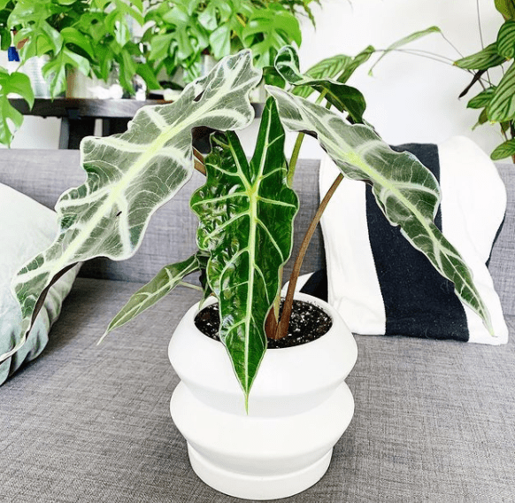 Alocasia x amazonica - Amazonian Elephant Ear - plants bank