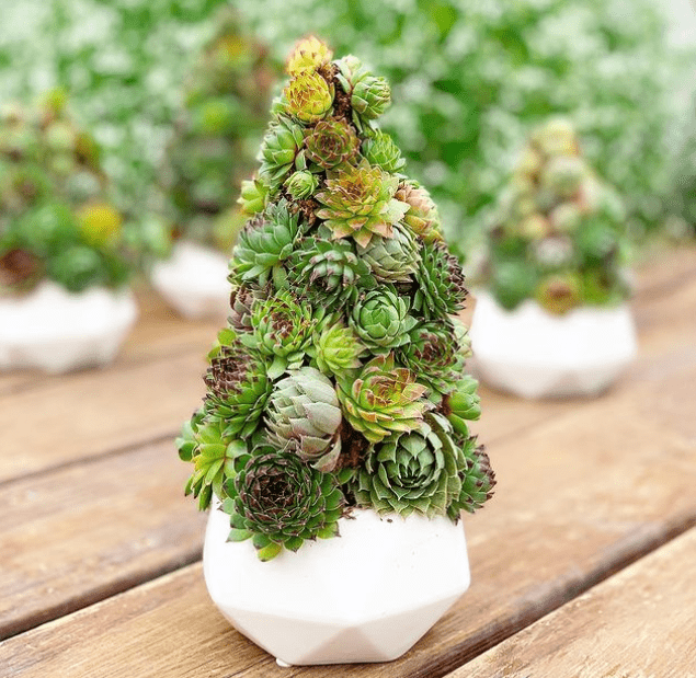 Succulent Christmas tree - plants bank