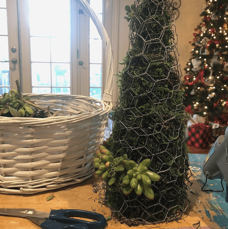 How To Make a Succulent Christmas Tree (Video) - Gluesticks Blog