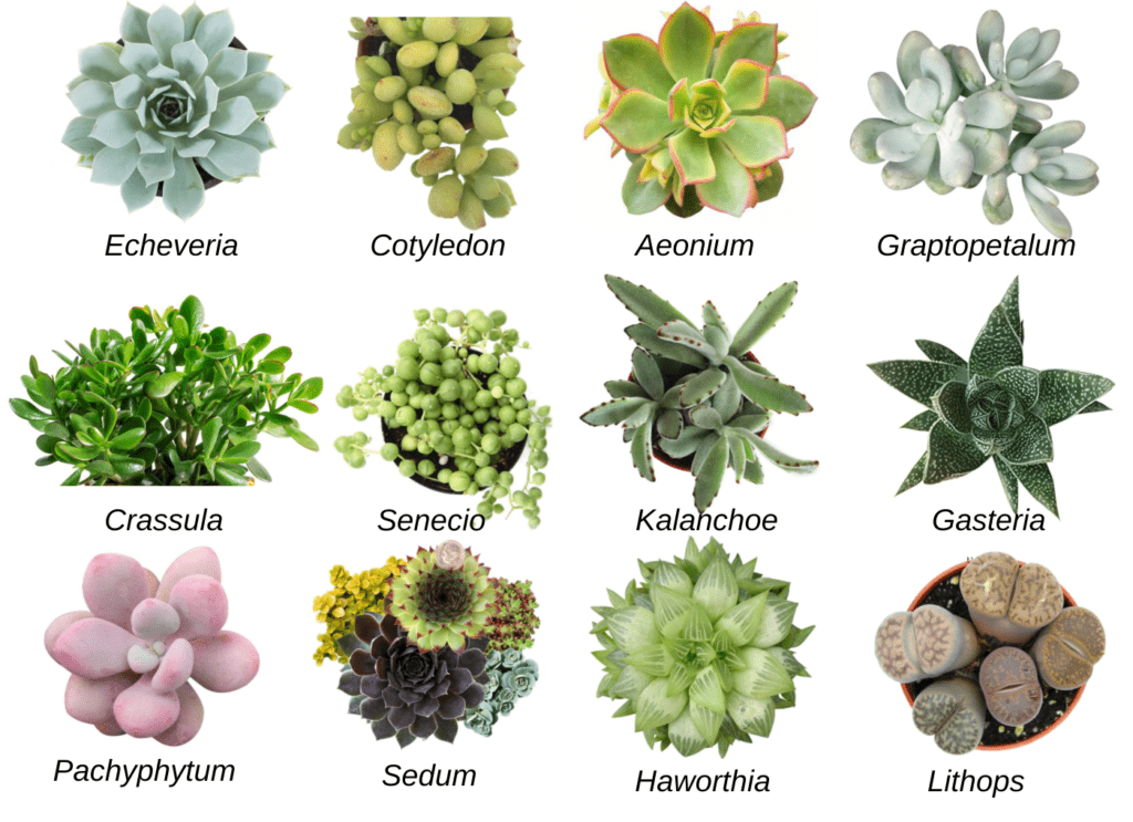 Succulents - plants bank