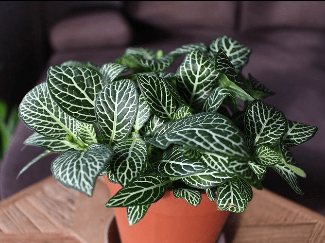 Fittonia plant: Popular species and care tips - plants bank
