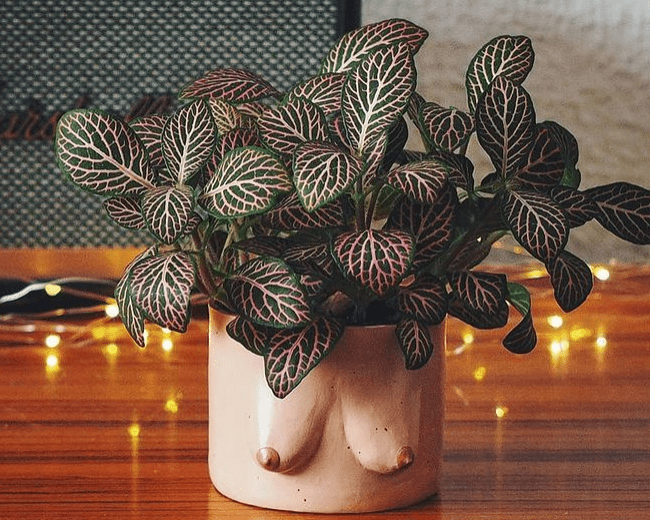 Fittonia verschaffeltii - plants bank