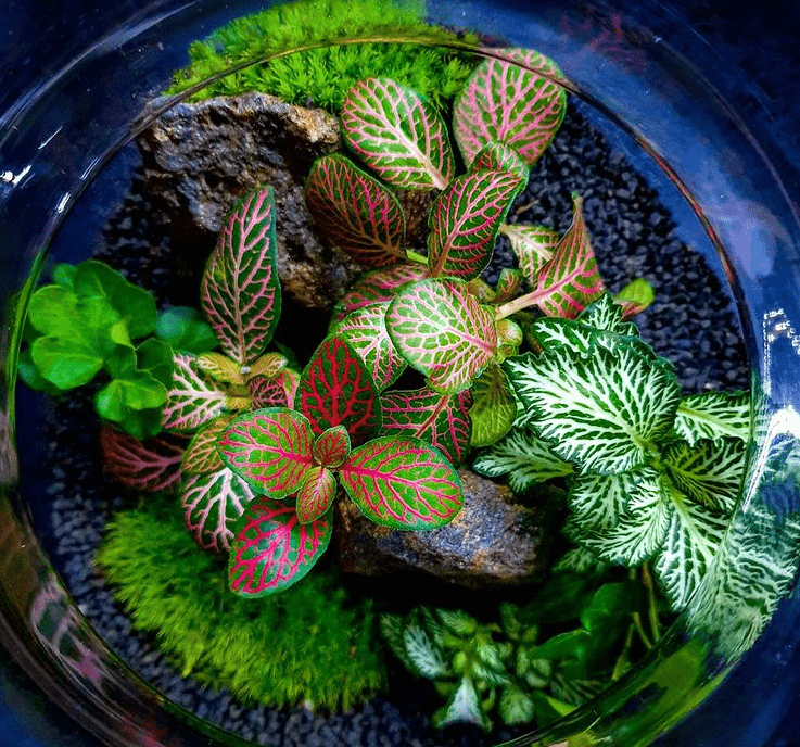 Fittonia terrarium