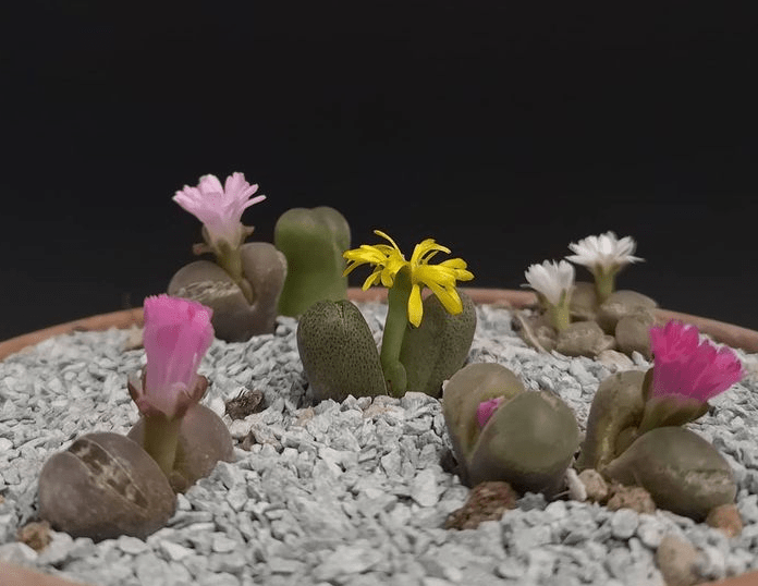 Conophytum species - plants bank