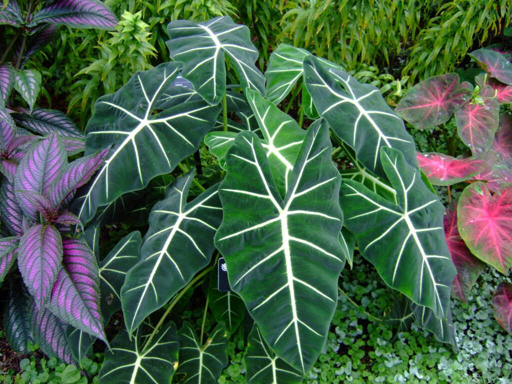 Alocasia Plant: Popular species and care tips - plants bank