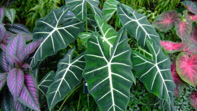 Alocasia Plant: Popular species and care tips - plants bank