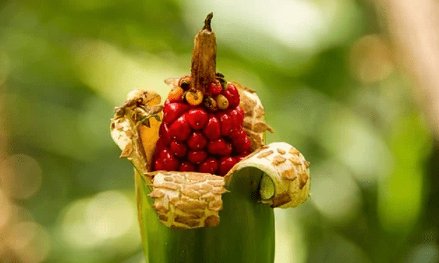 Alocasia fruit - plants bank