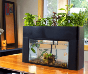 Aquaponics: A System Where Everything Is Transformed And Nothing Is Lost