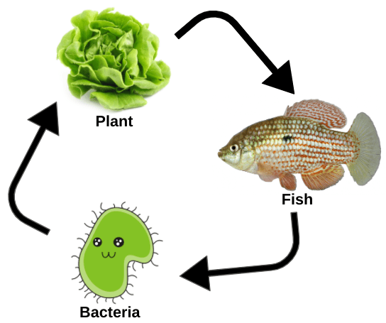 Plants - bacteria and fish