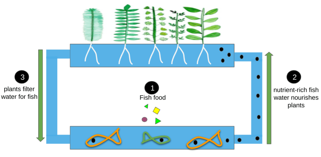 Aquaponics system - plants bank