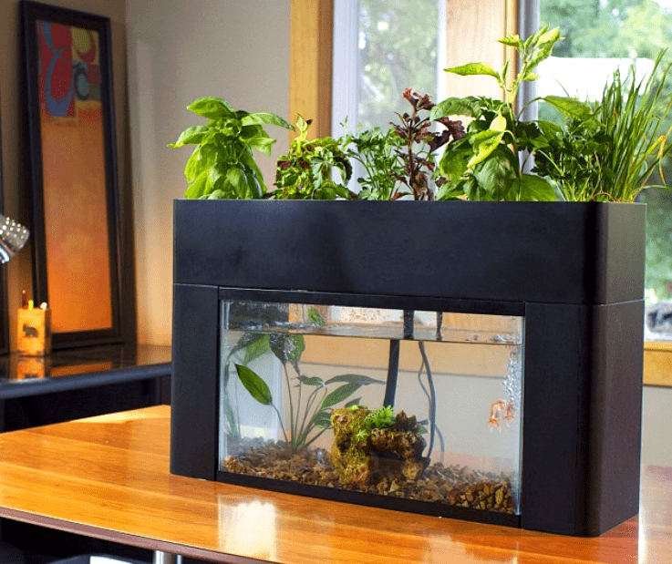 AQUAPONICS - A SYMBIOSIS SYSTEM WHERE EVERYTHING IS TRANSFORMED AND NOTHING IS LOST - plants bank