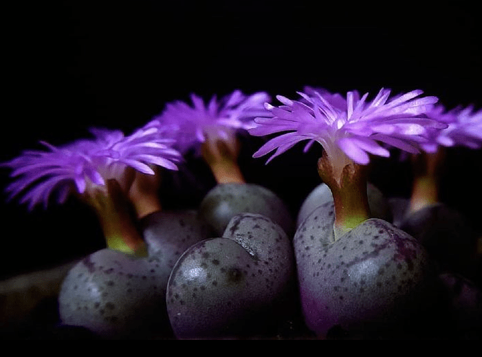 Conophytum - plants bank