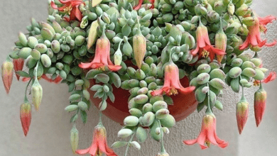 How to grow and care for Cotyledon pendens? - plants bank