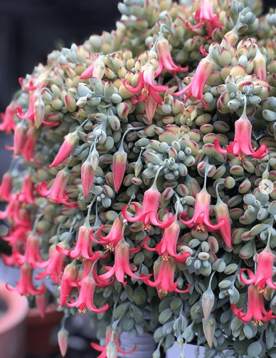 How to grow and care for Cotyledon pendens? - plants bank