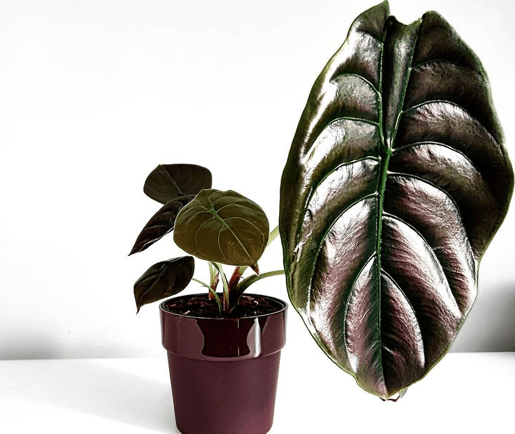 Alocasia cuprea - plants bank