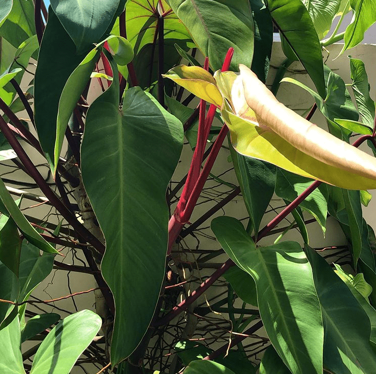 Philodendron erubescens - plants bank