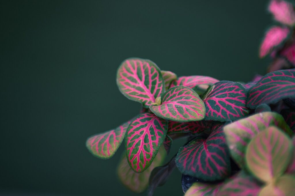 pink angel plant care