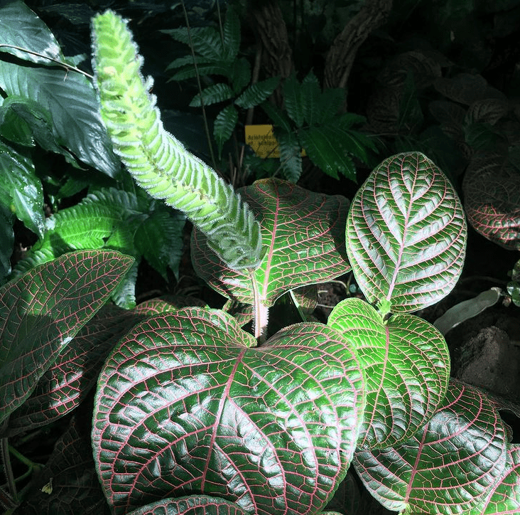 Fittonia gigantea - plants bank