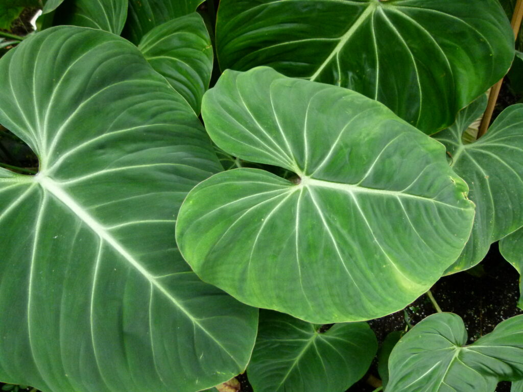 Philodendron gloriosum - plants bank