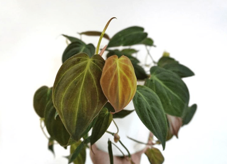 Philodendron hederaceum - plants bank