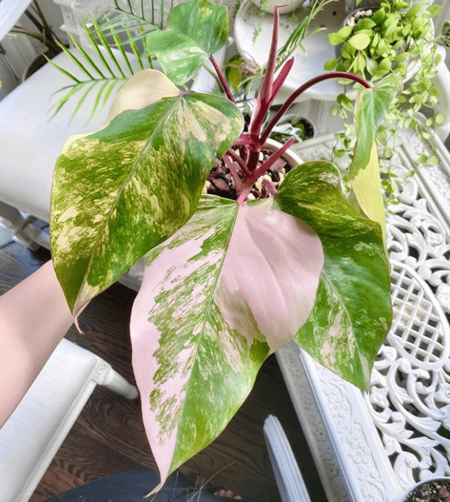 Philodendron - popular species and care tips - plants bank