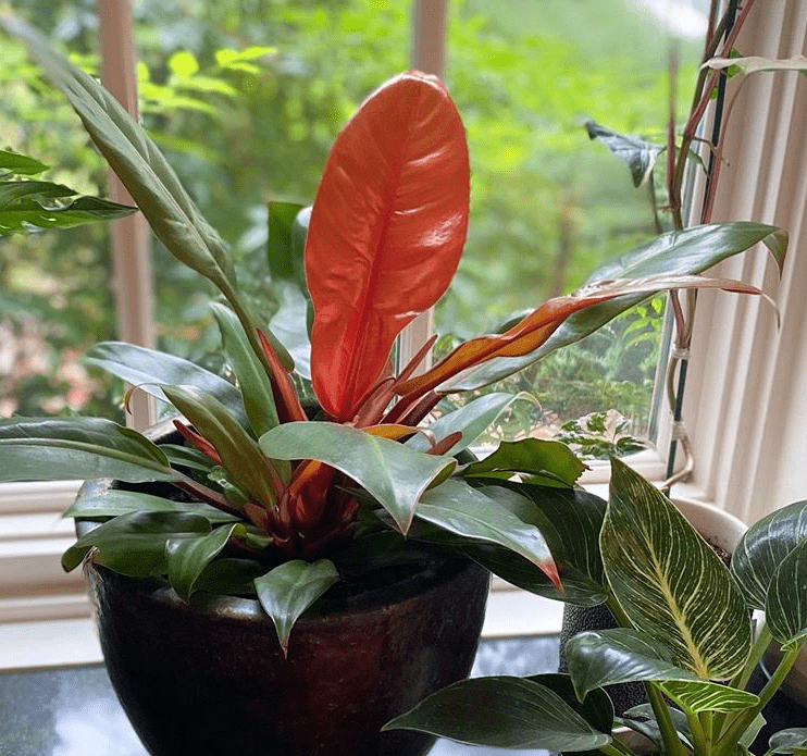 Philodendron Prince of Orange - plants bank