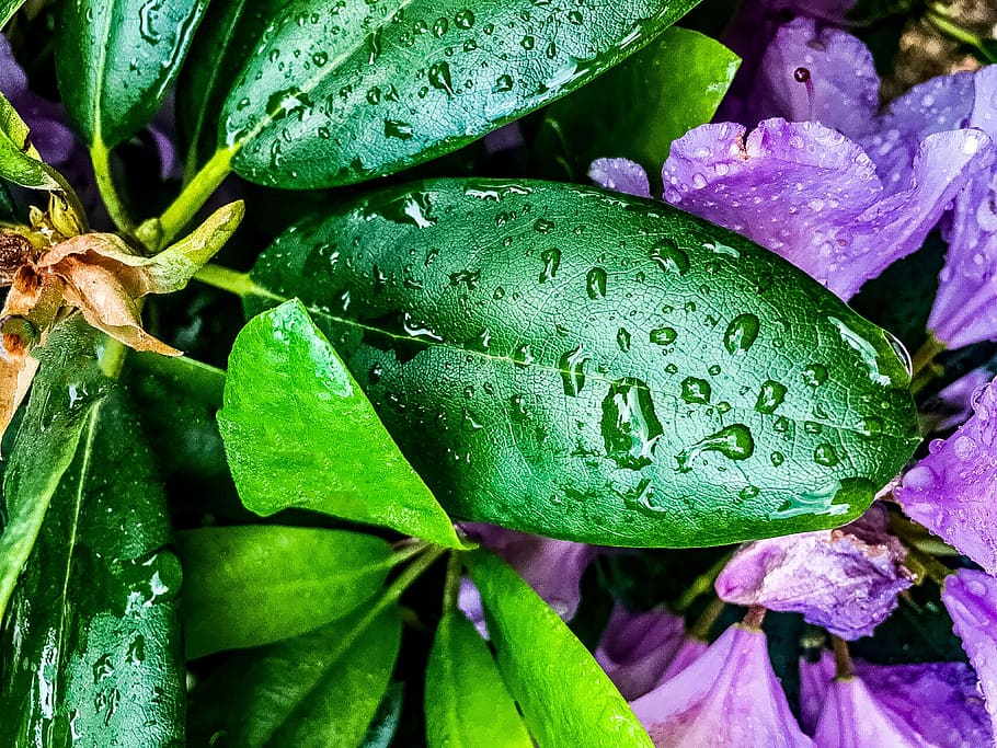 houseplants humidity