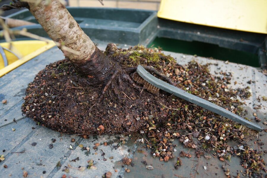 don't fertilize plants during winter