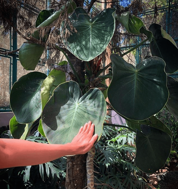 Philodendron rugosum - plants bank