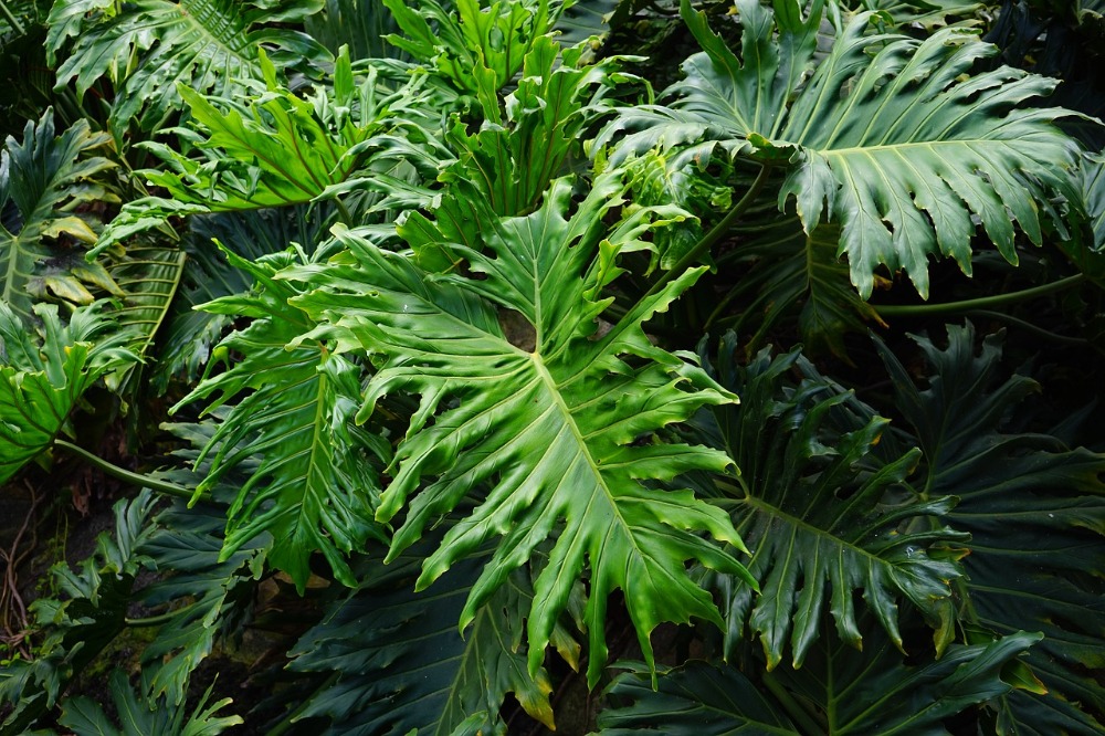 Philodendron selloum - plants bank