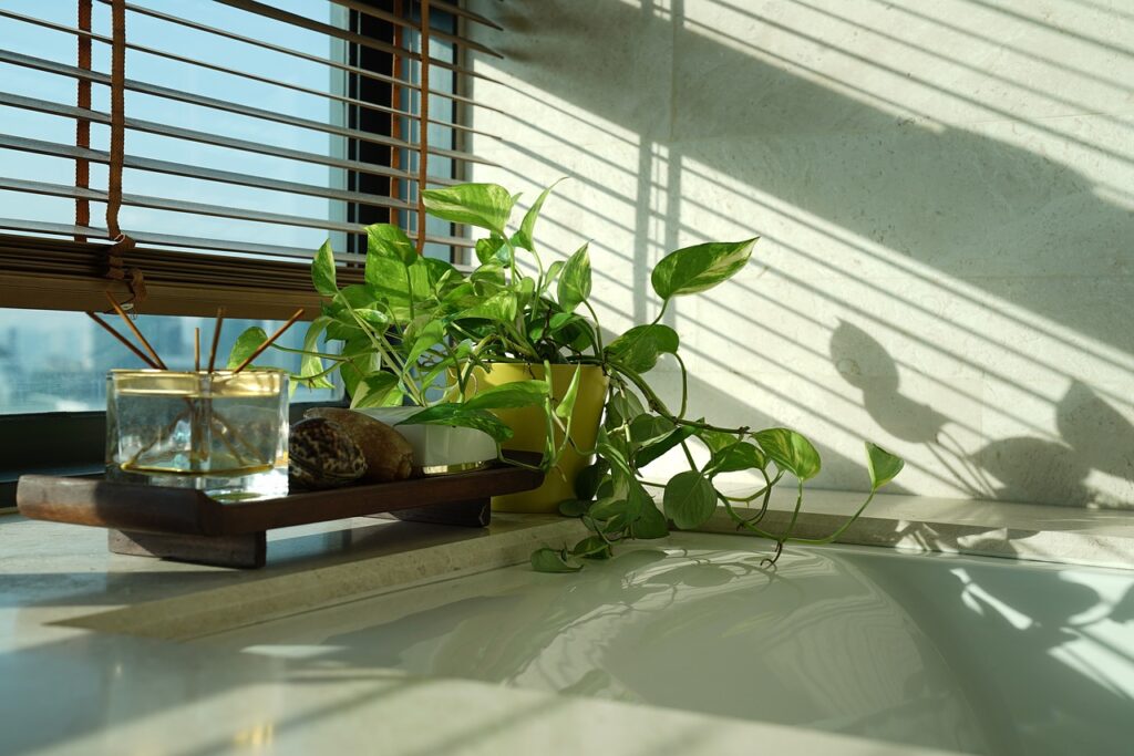 8 Tips To Care For Houseplants During Winter? - plants bank