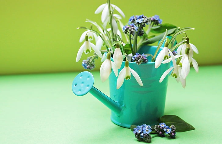 8 Tips To Care For Houseplants During Winter? - plants bank
