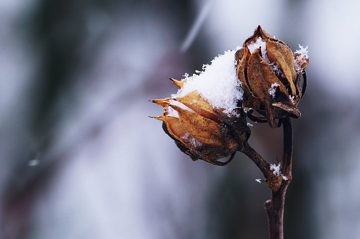 8 Tips To Care For Houseplants During Winter? - plants bank